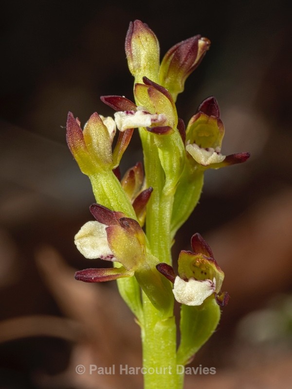 Coralroot (Corallorhiza trifida) - Wild Orchids 2021