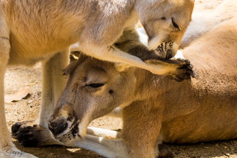 Grooming Kangaroos