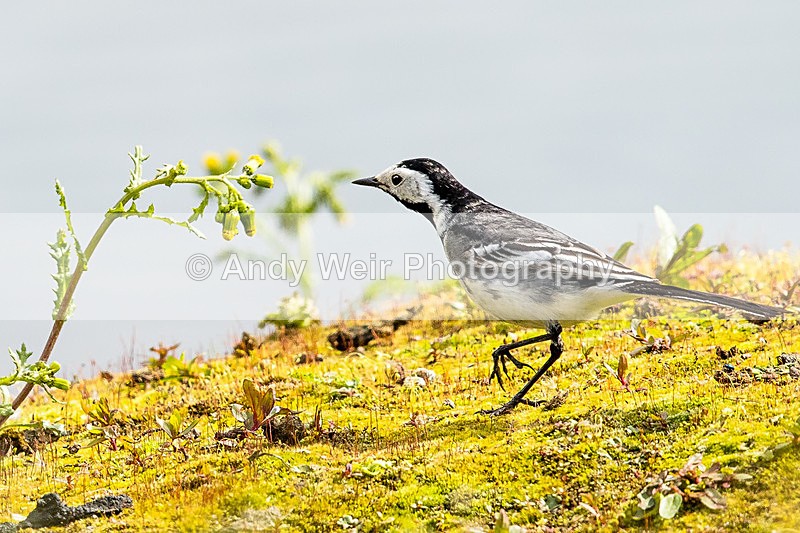 20150509-8E0A9169-3491 - Wagtails