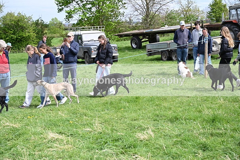 WJ6_8866 - Class 8 Best Working / Gun Dog or Bitch