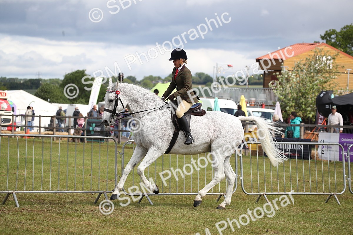 SBM_13239 - Class 95-96 - LIHS BSHA Rising Star Hack Riding Horse