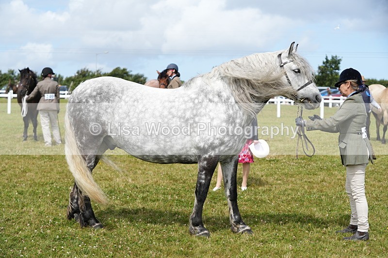 DSC05803 - Class 51: NPS M&M 4 years and over Large Breeds