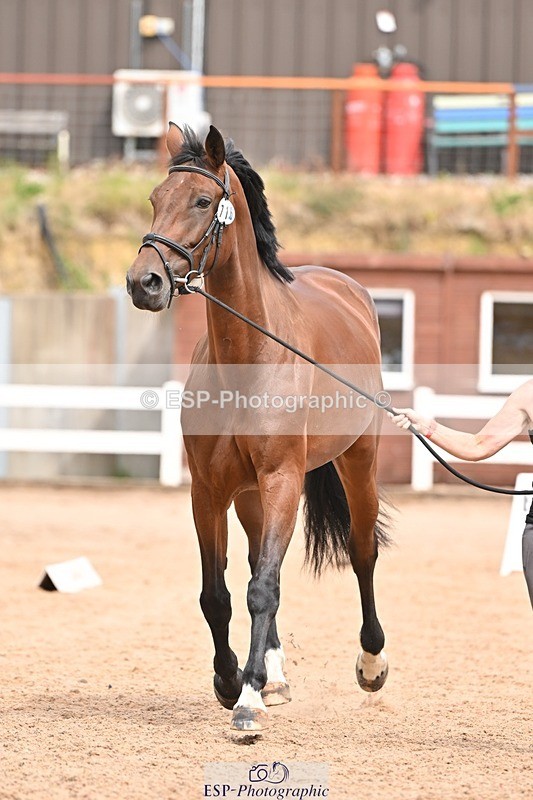 250716-154026-02105 - Trot Up 3.30 to 4.30