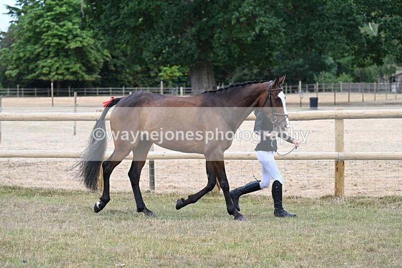 WJ7_8796 - Class 4a Prettiest Mare 14.2hh and over