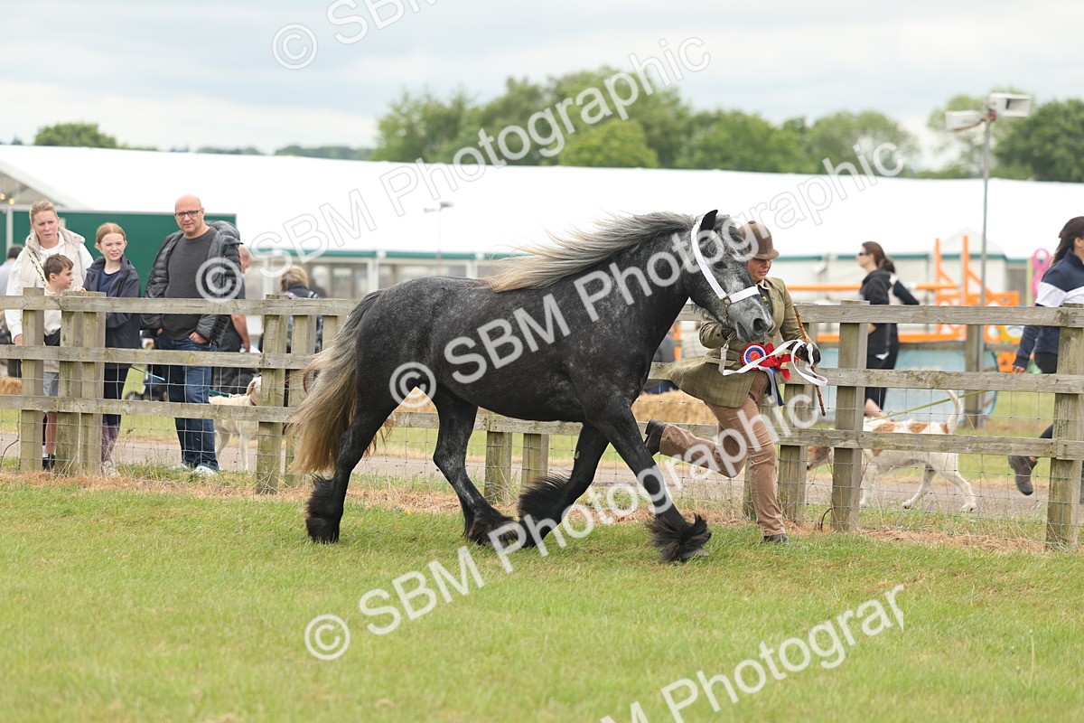 SBM_05054 - Class 50-57 - M&M Welsh Pony In Hand
