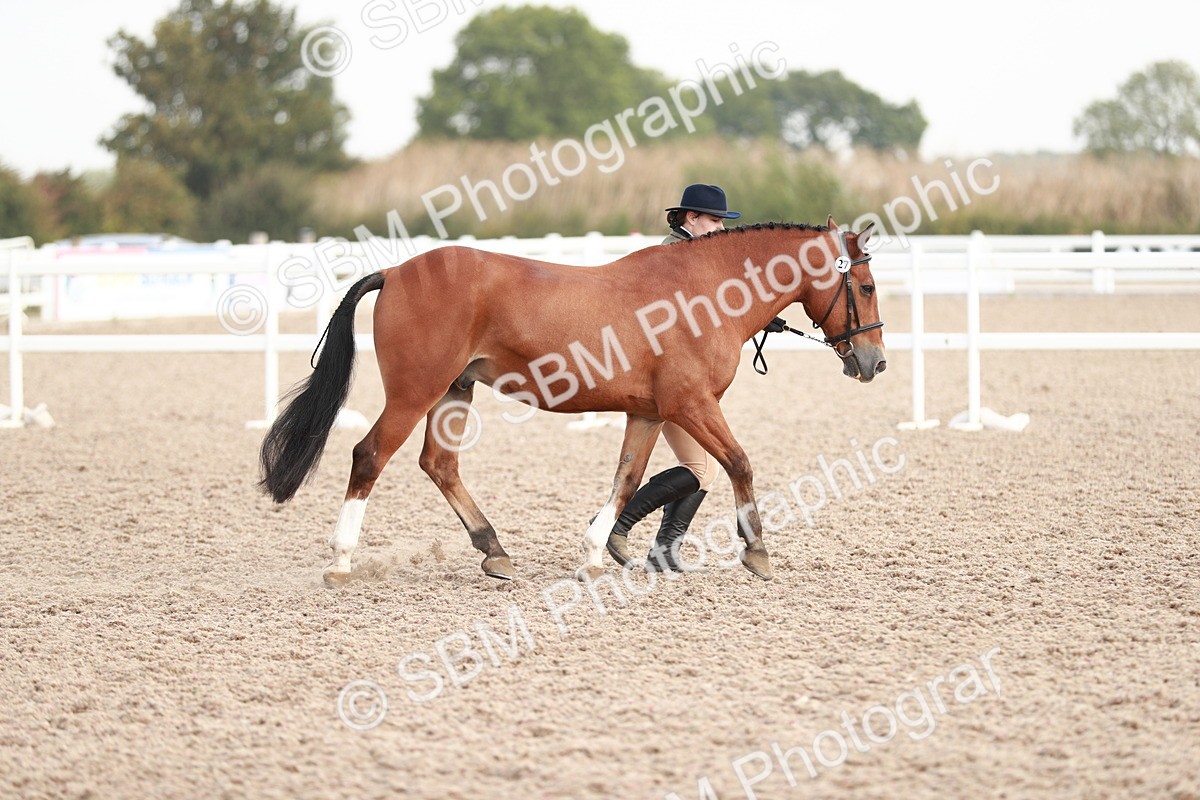 SBM_11767 - Class 206 IH Non Show Type Pony