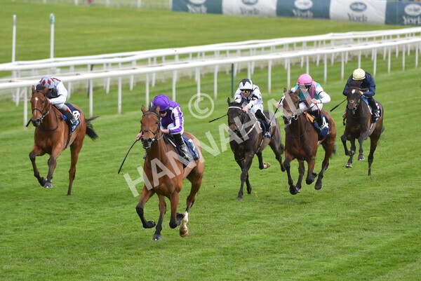 yr12052021r4-31 - Race 4 3.10pm Tattersalls Musidora Stakes