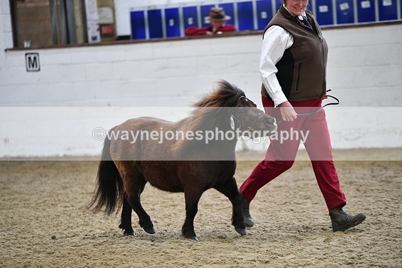 WJ5_5247 - Class 4 In hand M&M - small breeds