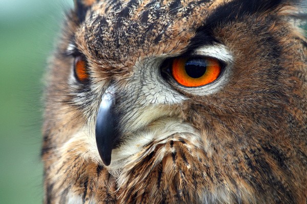European Eagle Owl  _AGT_033 - Farm & Zoo Animals