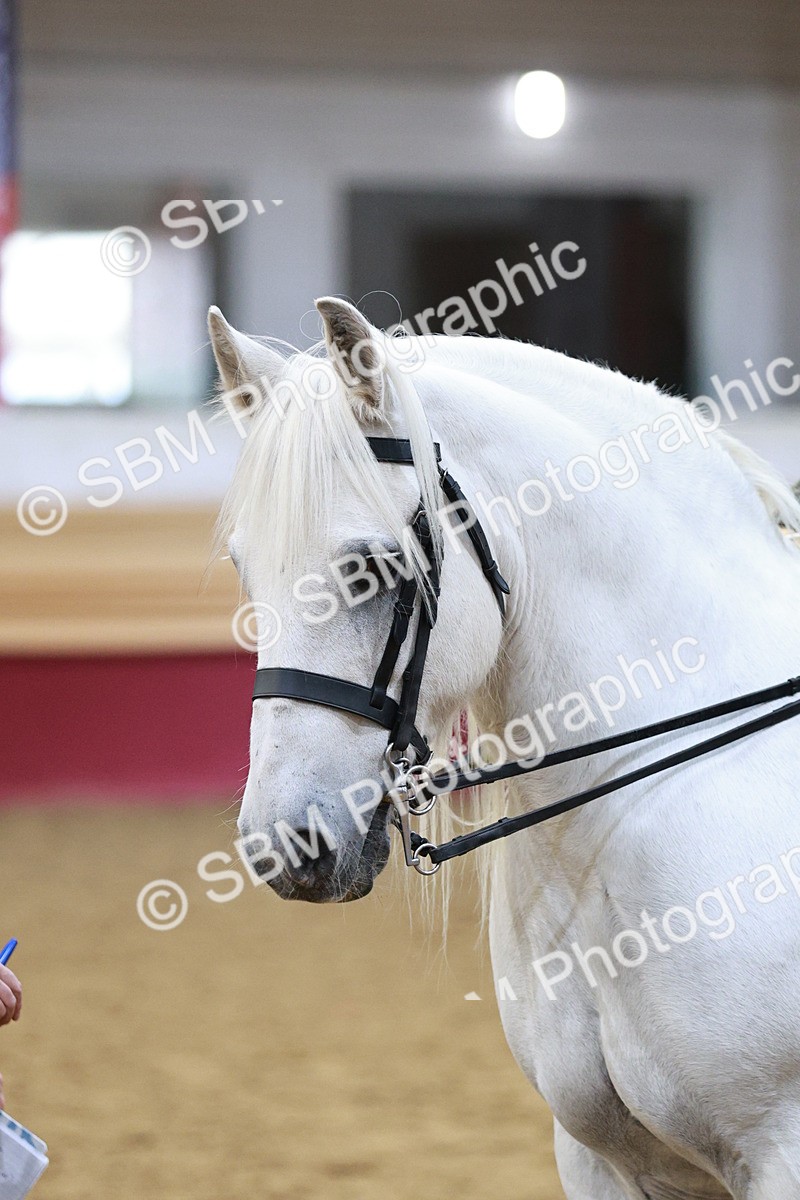 SBM_08243 - Class 11R - Regional Ridden Veteran