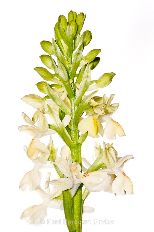  - WB: Orchids - Various
