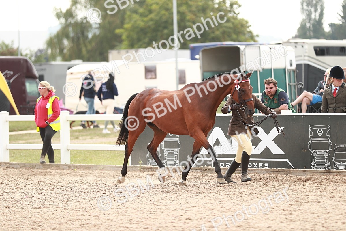SBM_13193 - Class 208 IH Veteran Horse