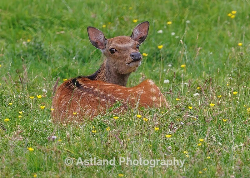 Sika Deer - Latest Images