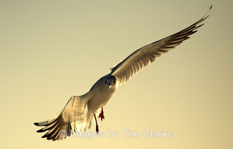 Tern at Selsey 7978522 - Wildlife