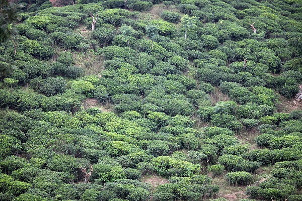 Tea plantation Ella, Sri lanka_34 - Sri Lanka wildlife, people & places