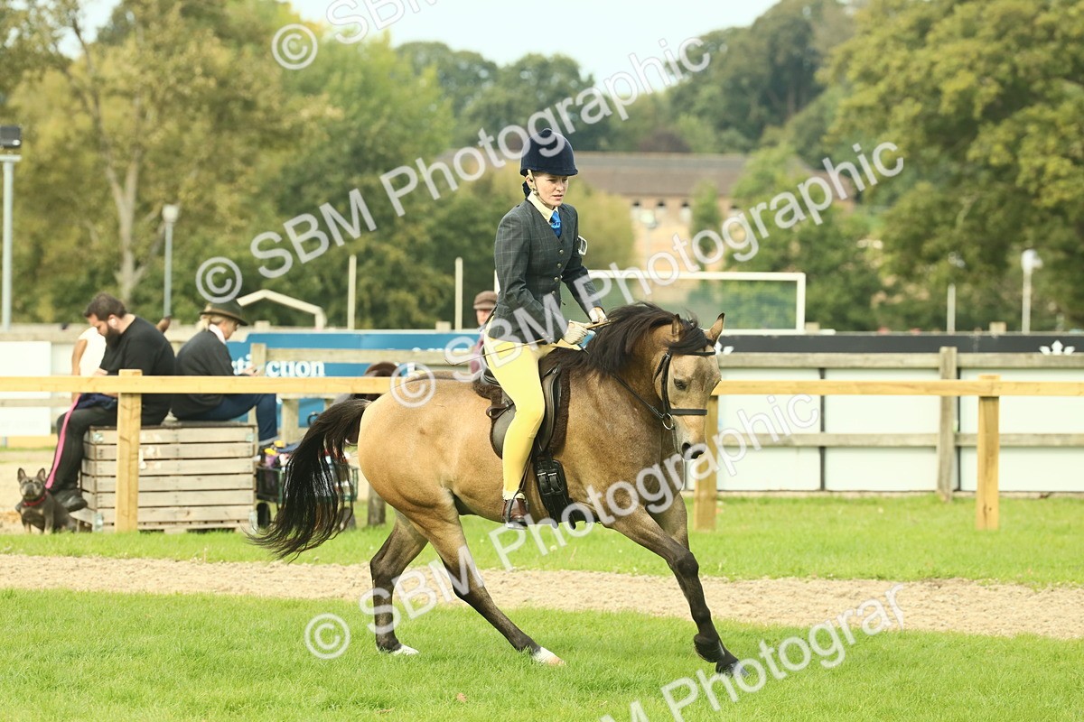 SBM_69836 - S59 - Mountain & Moorland Ridden Small Breeds