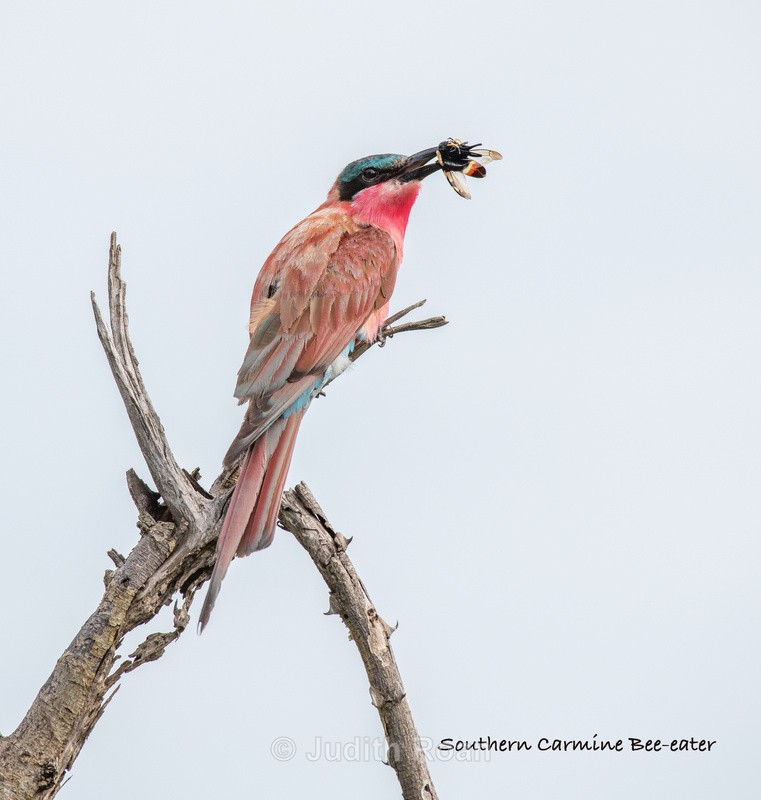  - South Africa Birds and Mammals