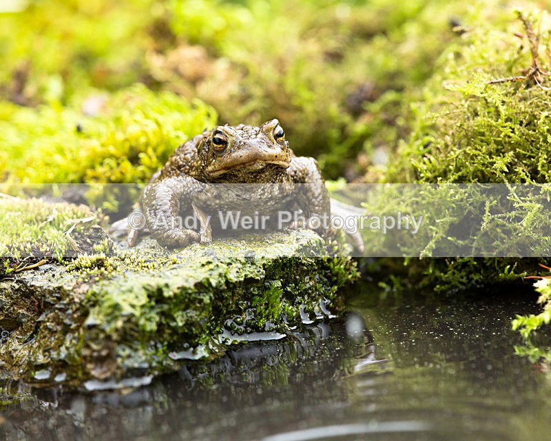 20140405-3K8A9981 - Frogs & Toads