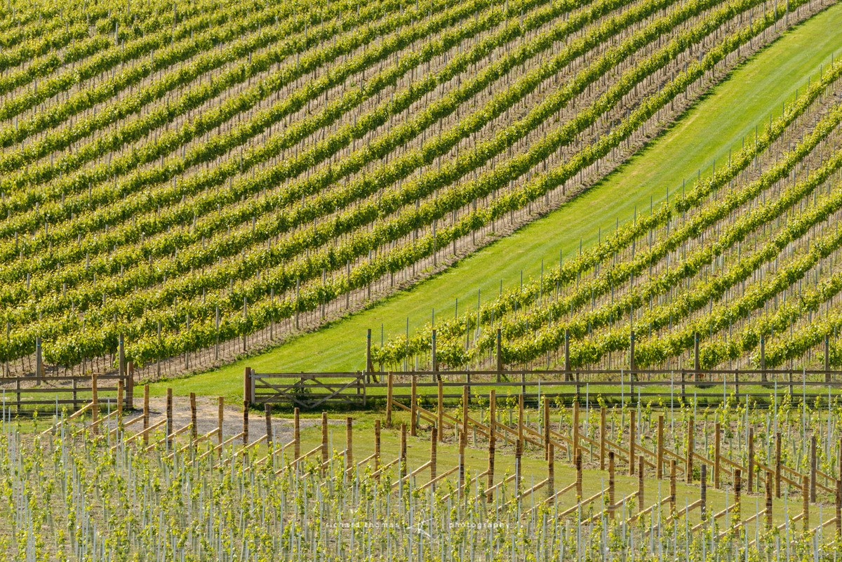 Vine lines - Fieldwork