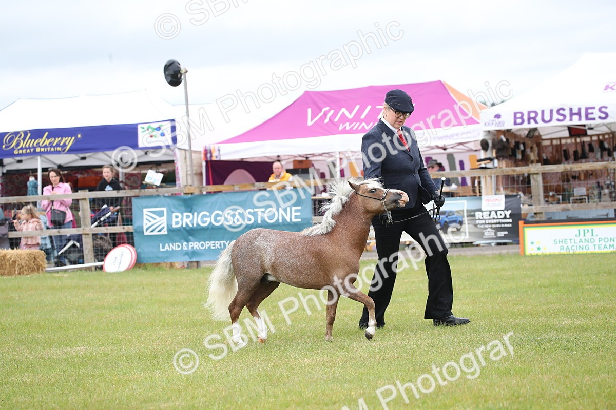 SBM_03748 - Class 23-25 - British Miniature Horse of the Year