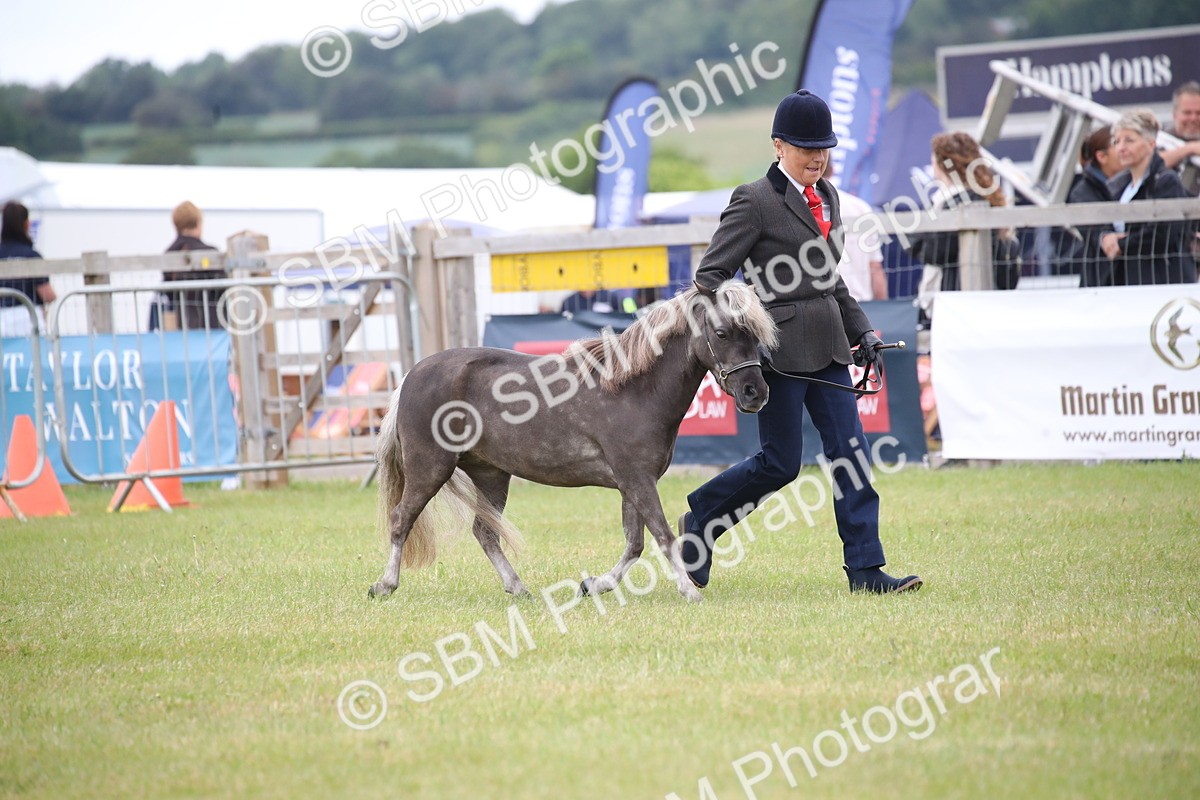 SBM_03862 - Class 23-25 - British Miniature Horse of the Year