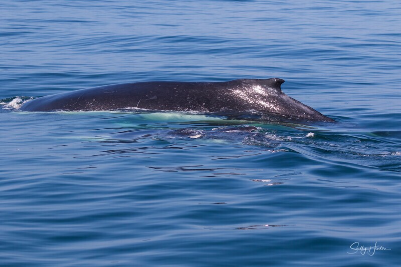 0A3A7579 Mother and Calf 1 - Humpback Whales