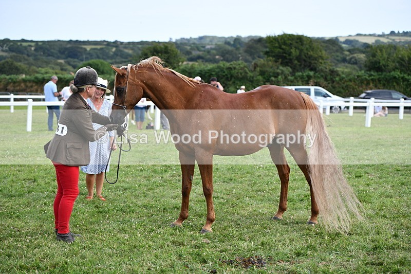 DSC_8514 - Class 69: Pure, Anglo & Part Bred In Hand Arab