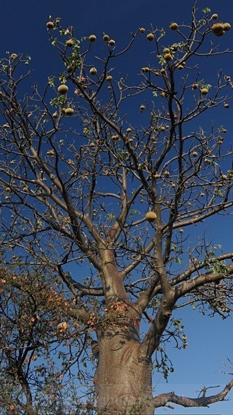 Baobab Tree With Fruit, Sth Africa - LANDSCAPES & TREES