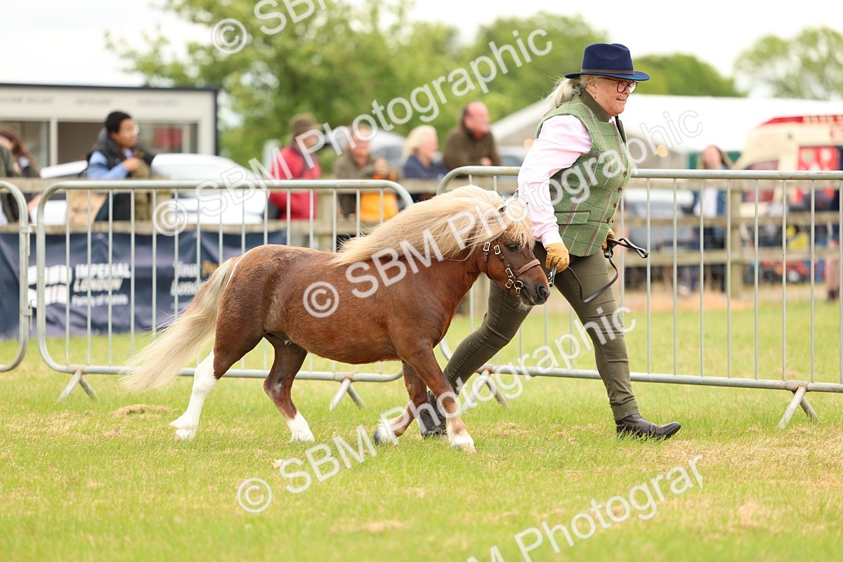 SBM_04437 - Class 64-67 - Shetland Pony In Hand