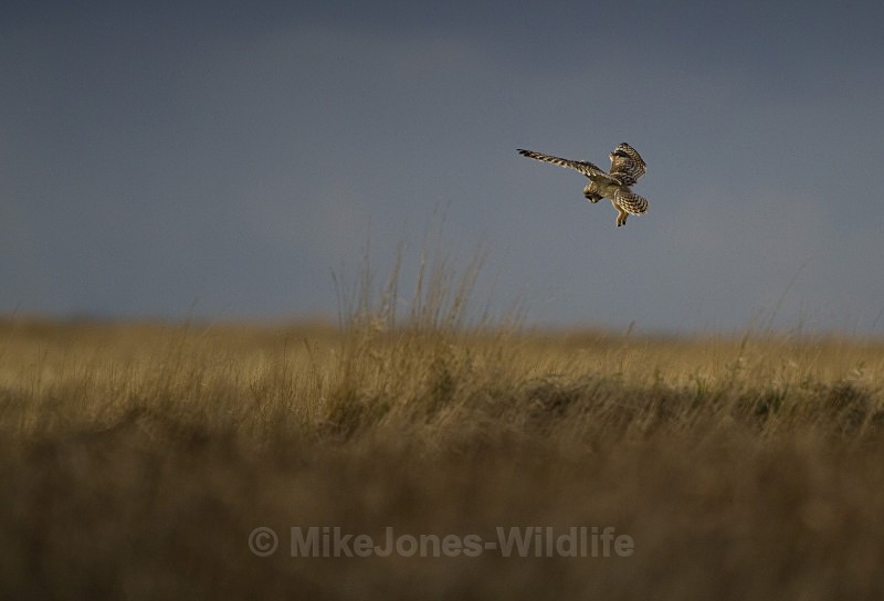 SHORT EARED OWL / REF SEO 2 - SHORT EARED OWLS