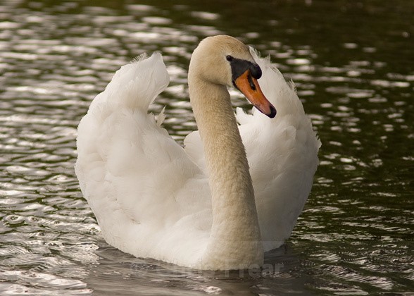  - Animals/ Wildlife