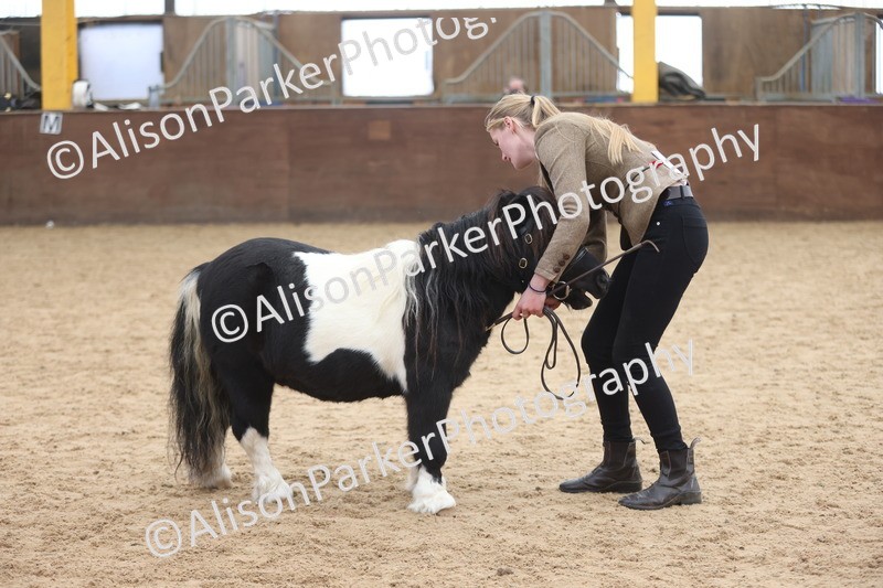 20251109-0279 - Class 12 - Stallions 4 Years and Over