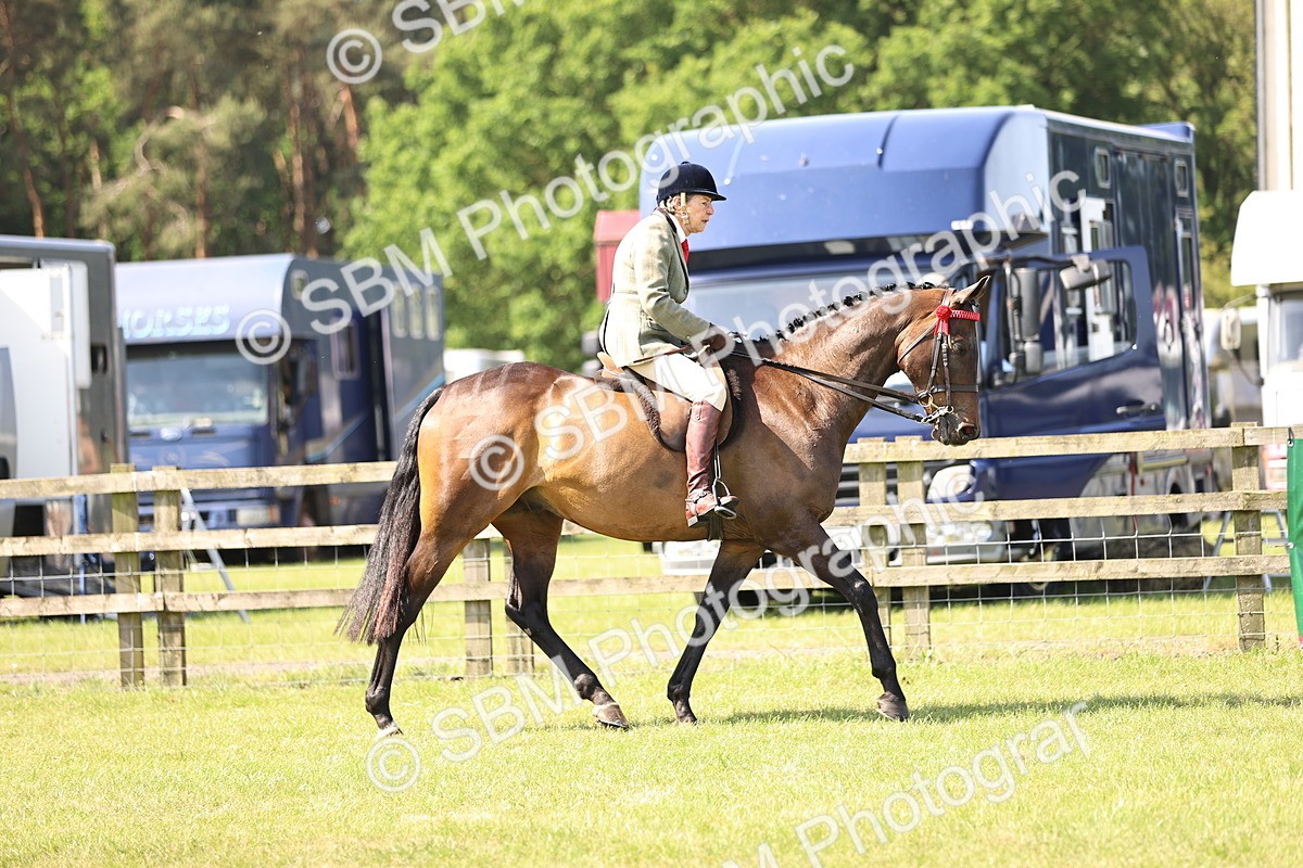SBM_12975 - Class 75-76 LIHS BSHA Rising Star Hack Riding Horse
