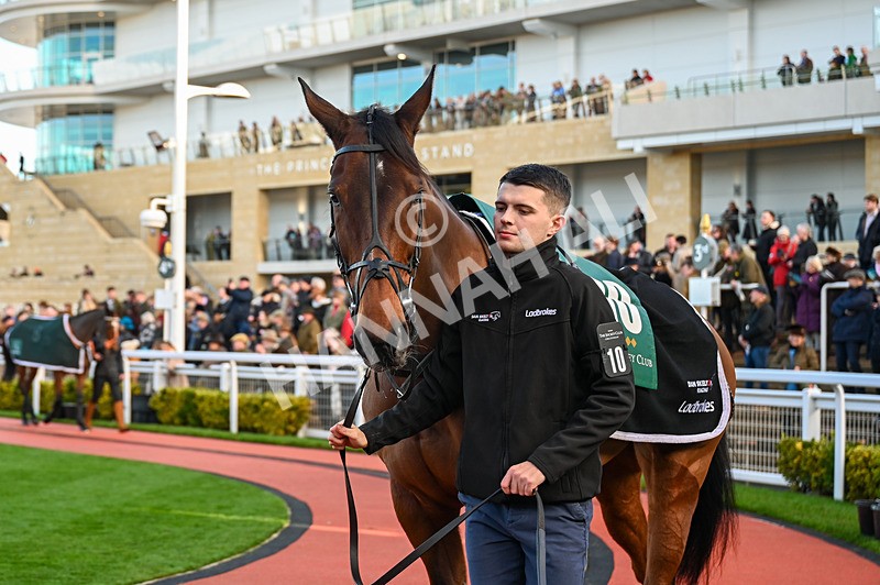 141224-Race 3-Shakeyatailfeather-0498 - Race 3