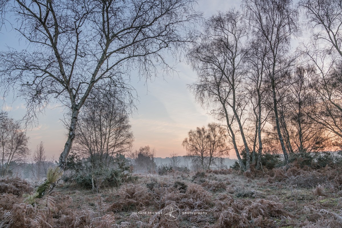 Frosty dawn above the pond. - Frensham