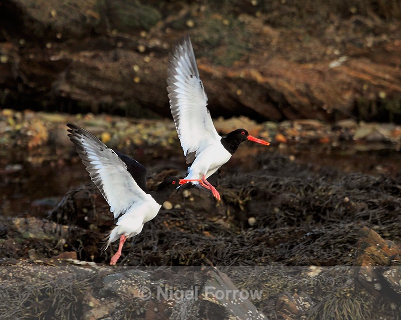 Squabbling Oystercatchers on the shore of West Loch Tarbert - Oystercatcher