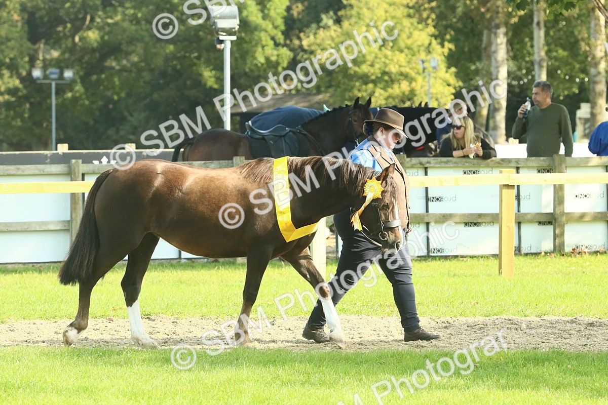 SBM_61075 - Starter Supreme Championship