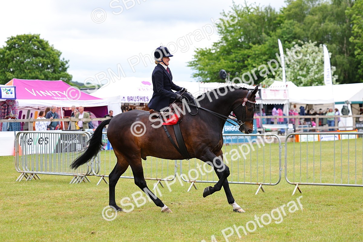 SBM_02980 - Class 9-11 Side Saddle including LIHS Rising Star Ladies Show Horse