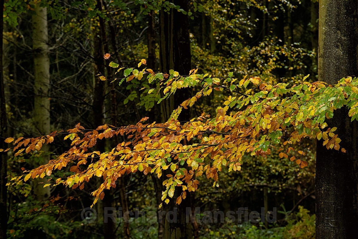  - Autumn