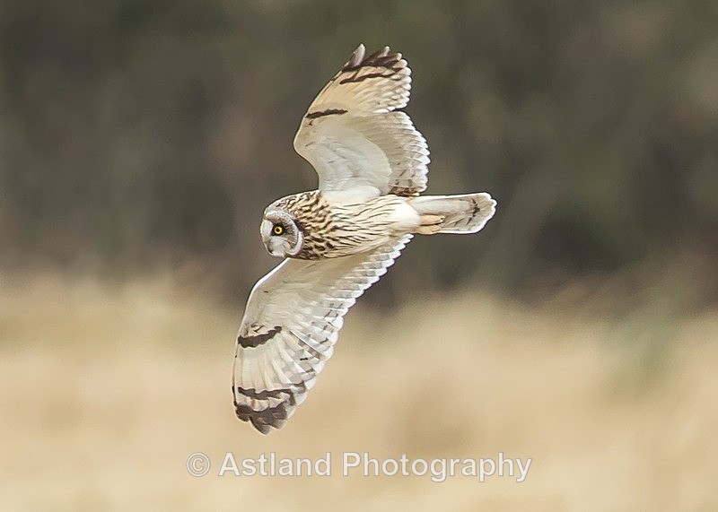 Astland Photography, Bird and Wildlife Images, Susan and Peter Wilson, U.K.