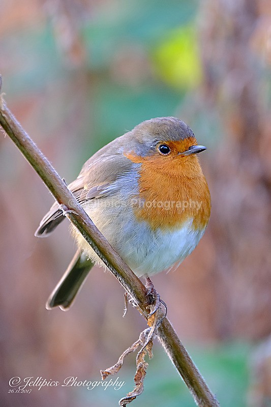  - Wildlife and Nature