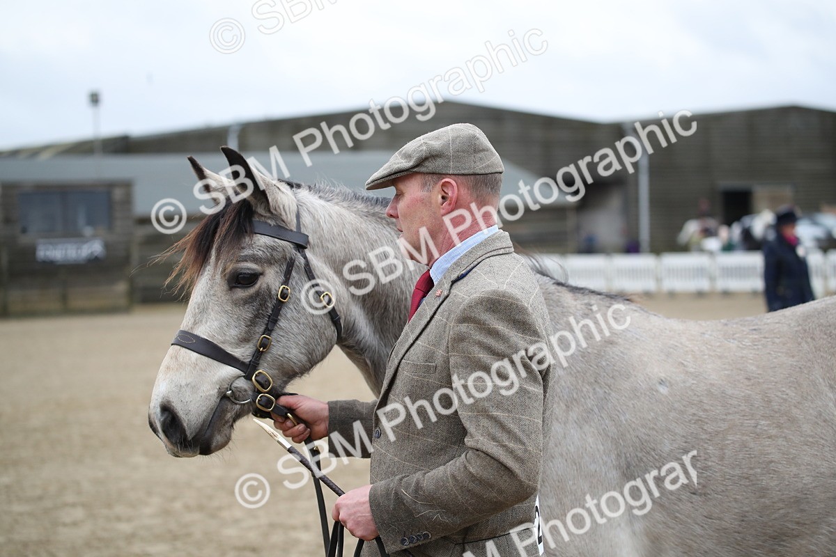 SBM_003962 - Class 1-4 - Young Stock classes Inc. In Hand Championship