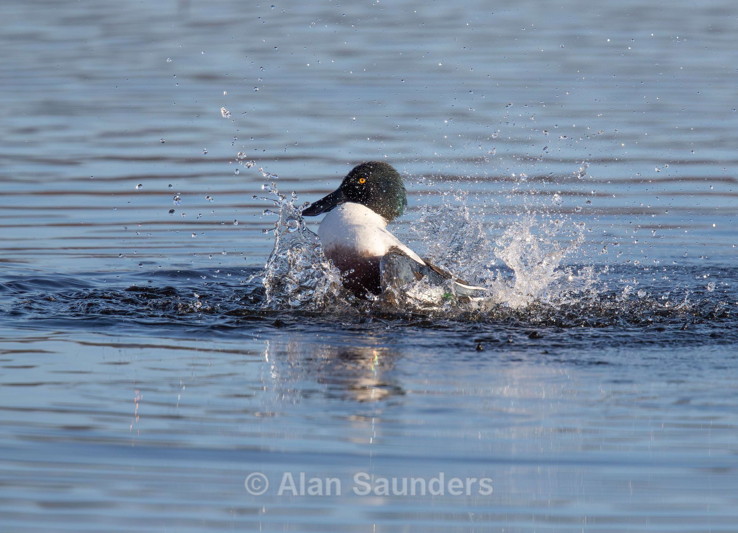 Northern shoveler 3