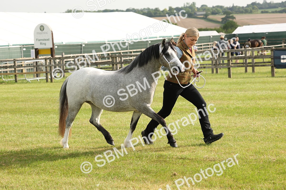 SBM_00427 - Class 6-13 - Mountatin and Moorland In Hand Welsh Breeds