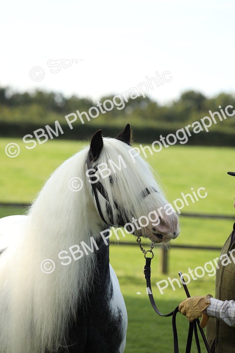 SBM_60961 - S43 - Coloured Pony In Hand