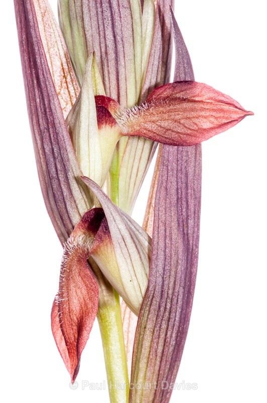  - WB: Orchids - Various