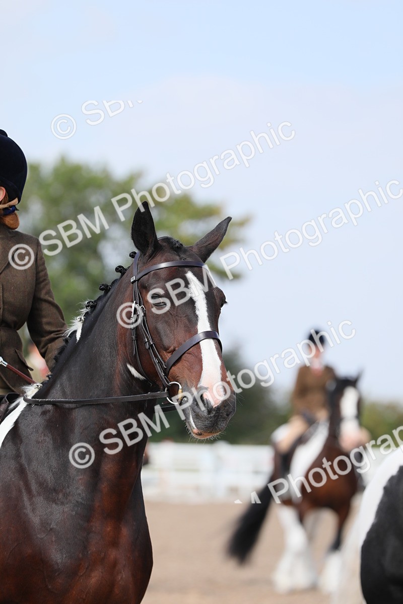 SBM_13506 - Class 308 Ridden Coloured Horse