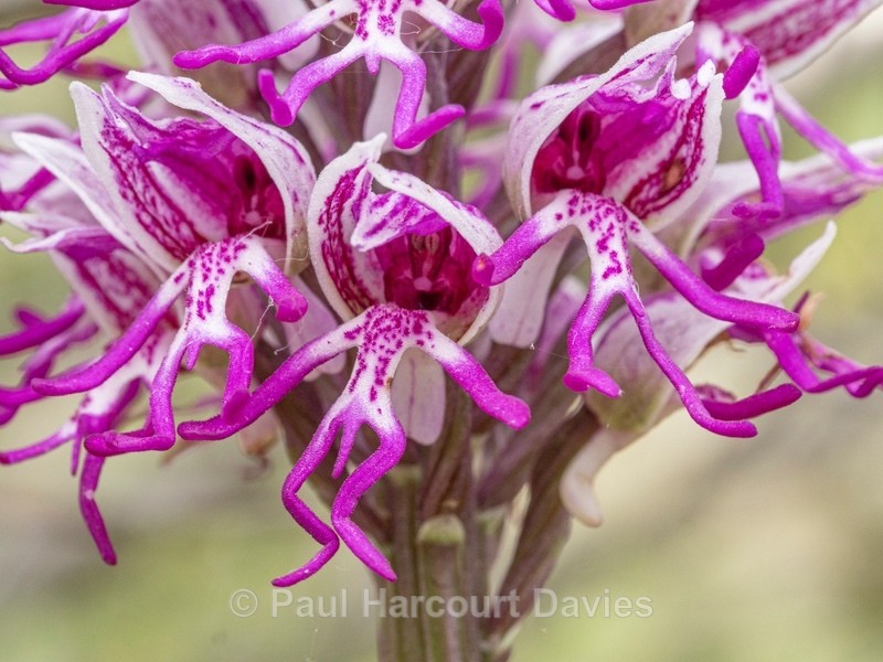 Monkey Orchid (Orchis simia) - Wild Orchids - 2