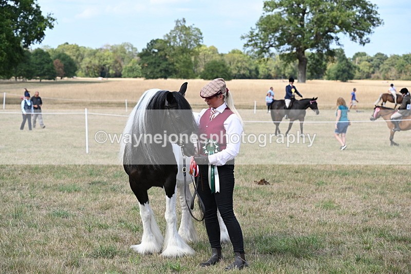 WJ6_6746 - Class 20 In-hand Cob