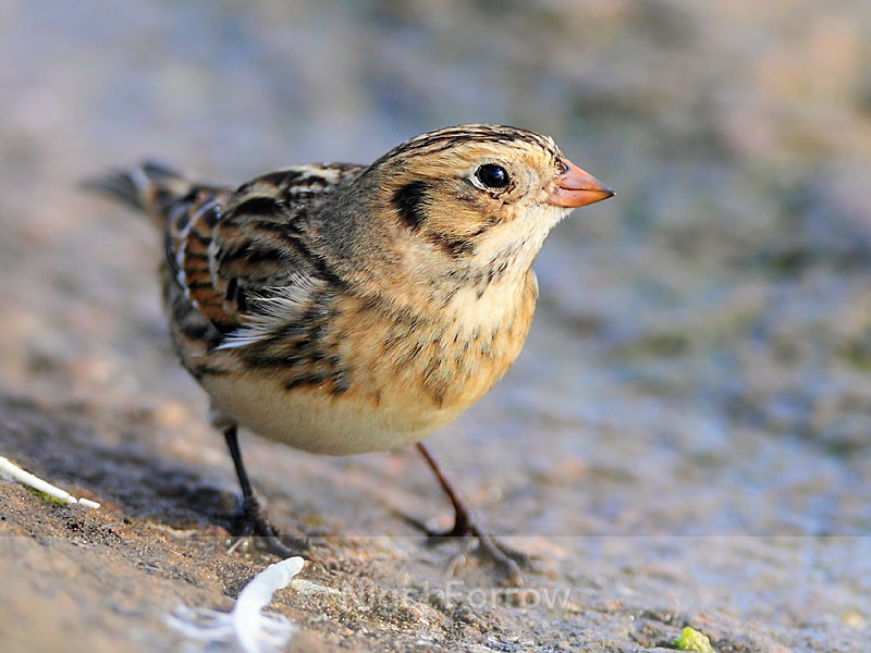 Lapland Bunting close-up - Lapland Bunting